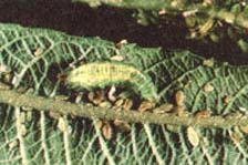 The sluglike larva of a hover fly—like a wolf among sheep—searches for a fat aphid to satisfy its voracious appetite.